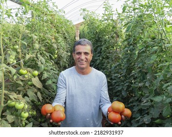 Brasília(DF), Brazil-June - 15,2016: Organic Tomato Grower, Photographed In Plantation With Blurred Foreground, Highlighting Grower