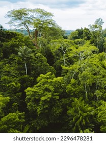 Brazillian Amazon dense Rainforest Trees - Shutterstock ID 2296478281