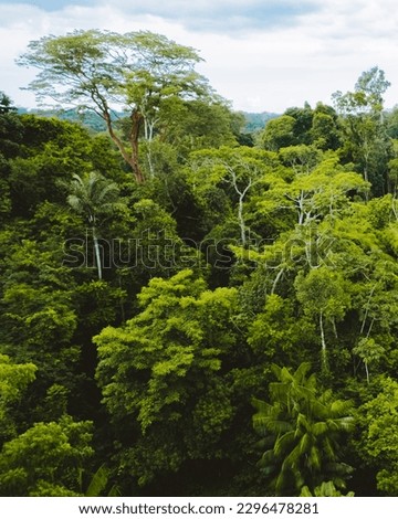 Brazillian Amazon dense Rainforest Trees