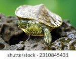 Brazillian turtle, red eared slider on the stone