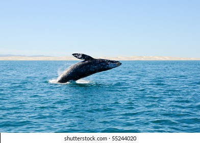 Breaching Gray Whale