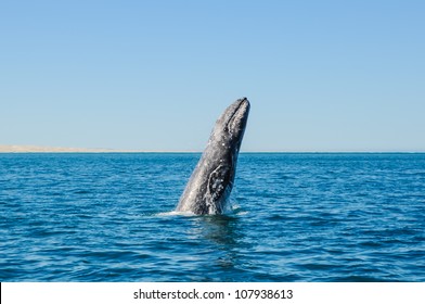 Breaching Gray Whales (Eschrichtius Robustus) In The Guerrero Negro Bay, Mexico