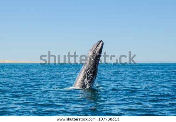 Breaching Gray whales (Eschrichtius robustus) in\
the Guerrero Negro bay,\
Mexico