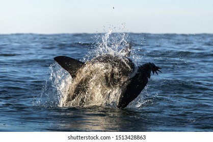 Breaching Great White Shark Shark Attacks Stock Photo 1513428863