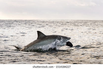 Breaching Great White Shark Shark Attacks Stock Photo (Edit Now) 1514160317