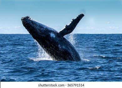 Breaching Humpback Whale