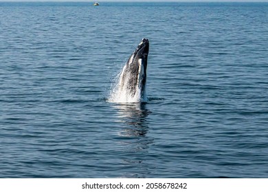 Breaching Humpback Whale Calf Off Of Cape Cod