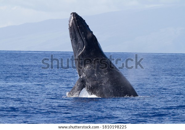 Breaching Humpback Whale Hawaiian Islands Humpback Stock Photo (Edit