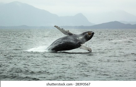 Breaching Humpback Whale Near Tofino Vancouver Island