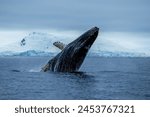 a breaching humpback whale on the Antarctic peninsula, Antarctica