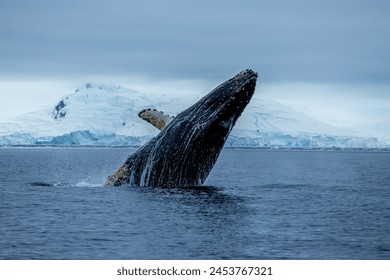 a breaching humpback whale on the Antarctic peninsula, Antarctica