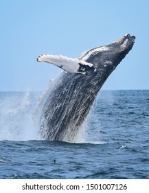 A Breaching Humpback Whale Rises Out Of The Ocean With A Splash As Water Streaming Off Him Falls Back To The Sea.