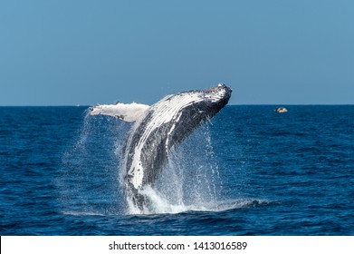 Breaching Humpback Whale Sydney Australia