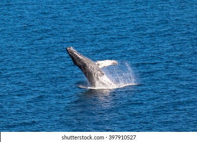 Breaching Humpback Whales, Loreto In Baja California, Mexico