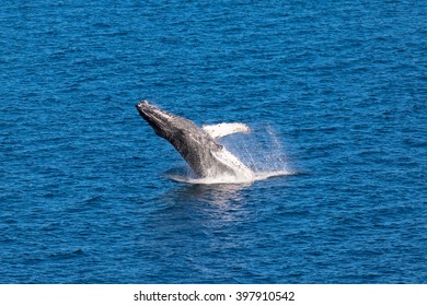 Breaching Humpback Whales, Loreto In Baja California, Mexico