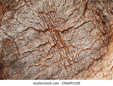 Bread Crust Texture Close Up. Abstract Food Background