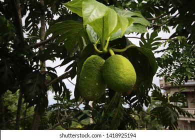 Bread Fruit Tree St Mary Jamaica