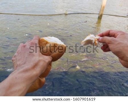 bread for Pangasius in the river