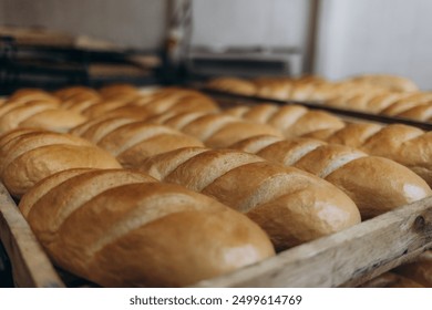 A lot of bread prepare to move on in the shelf. Bread bakery food factory production with fresh products. Automated production of bakery products.