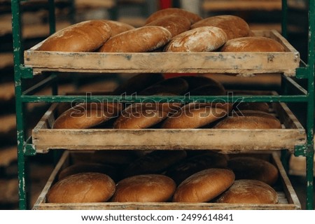 A lot of bread prepare to move on in the shelf. Bread bakery food factory production with fresh products. Automated production of bakery products.