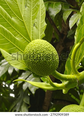 breadfruit intact from Its tree