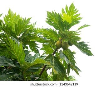 Breadfruit On A Tree