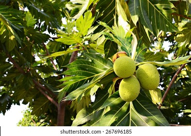 Breadfruit On The Tree.