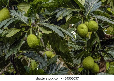 Breadfruit Tree