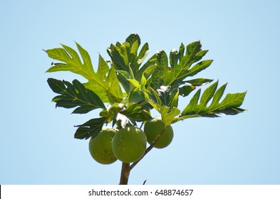 Breadfruit Tree