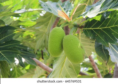 Breadfruit Tree  In The Garden 