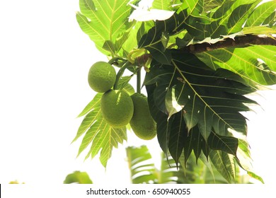 Breadfruit Tree In The Garden