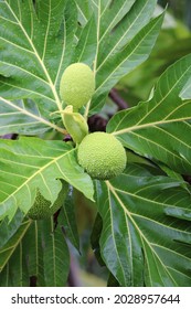 Breadfruit, Tree Of The Mulberry Family And Its Large Fruits That Are A Staple Food Of The South Pacific And Other Tropical Areas