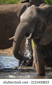 Breading herd of elephants drinking water