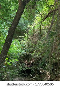 A break in the forest