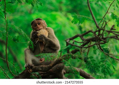 Breakfast Moment Of Bonnet Macaque