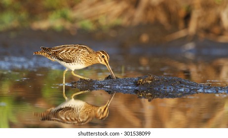 breakfast snipe