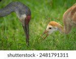 Breakfast time for the Sandhill Cranes...