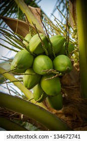Breaking coconuts on the trees.
