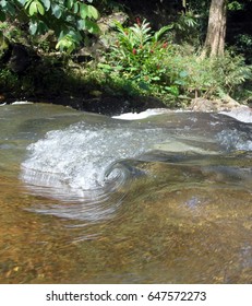 Breaking Wave On A Jungle River