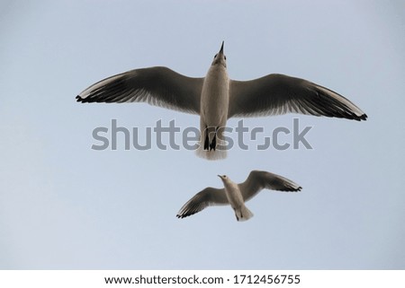 Similar – Image, Stock Photo Two make a summer Seagull