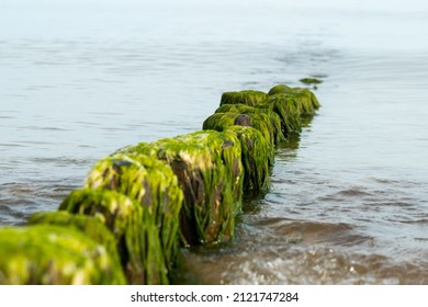 Breakwaters By The Baltic Sea. Algae On The Breakwater