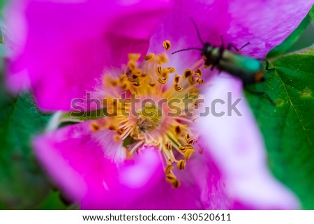 Image, Stock Photo dog rose Animal Bee 1