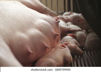 The Breast Of The Postpartum Sow Is Filled With Milk.