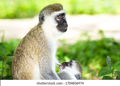 A Breastfeeding Baby Vervet Monky Looking Up To It's Mom