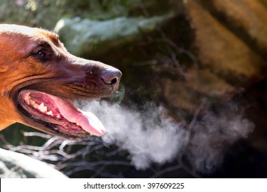 Breathing dog