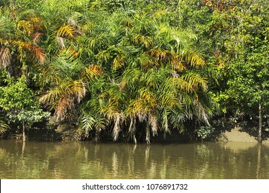 Breathing Roots Keora Trees World Largest Stock Photo Edit Now