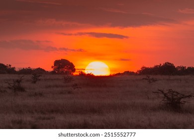 Breathtaking African Sunset Over the Savannah. Vibrant orange and red hues across the sky. Silhouetted trees and grasses. - Powered by Shutterstock