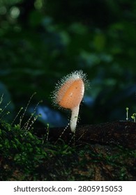 A breathtaking artistic macro portrait of a tiny hairy cup mushroom caught under a precise beam of light against pitch-black shadows.