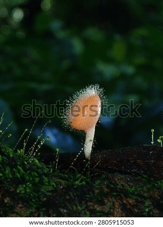 A breathtaking artistic macro portrait of a tiny hairy cup mushroom caught under a precise beam of light against pitch-black shadows.