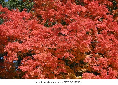 Breathtaking Autumn Scenery In Amish Country